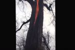 Árbol diabólico