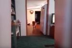 Graba al fantasma de su mascota