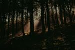 Historias de terror: el bosque maldito