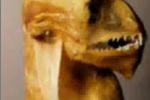 Criaturas paranormales y fantasmas reales
